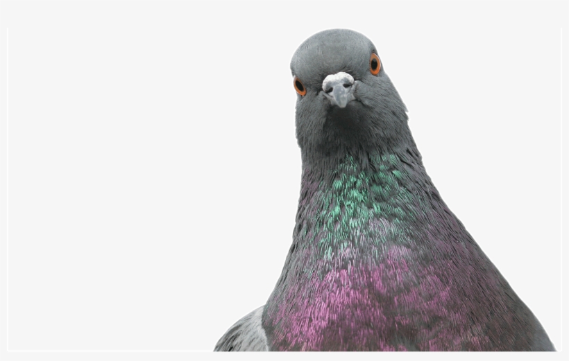 Send, transparent png #7443991