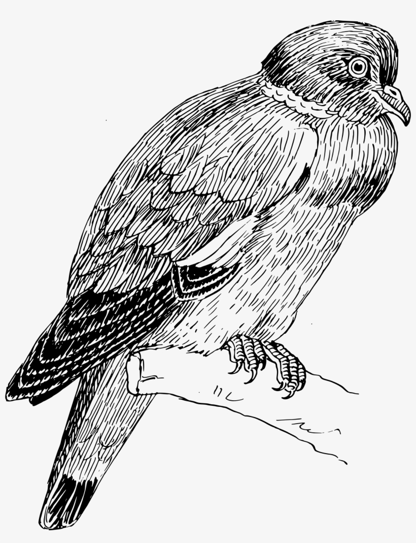 This Free Icons Png Design Of Ring Dove, transparent png #7444046