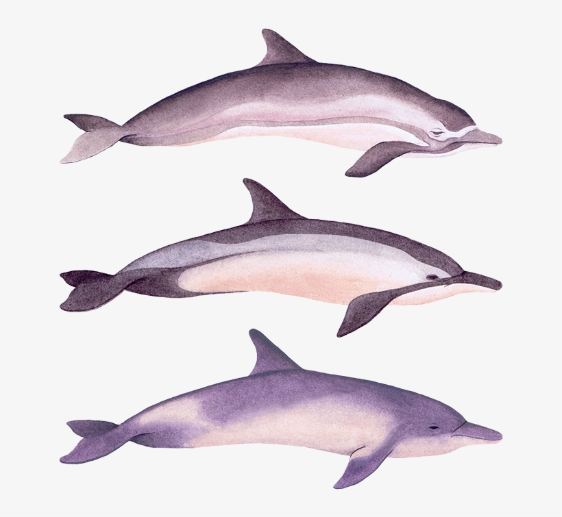 Dolphins, transparent png #7444627
