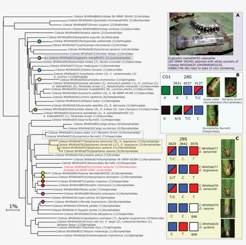 Nj Tree With 1 Representative For Each Of The 53 Provisional, transparent png #7447299