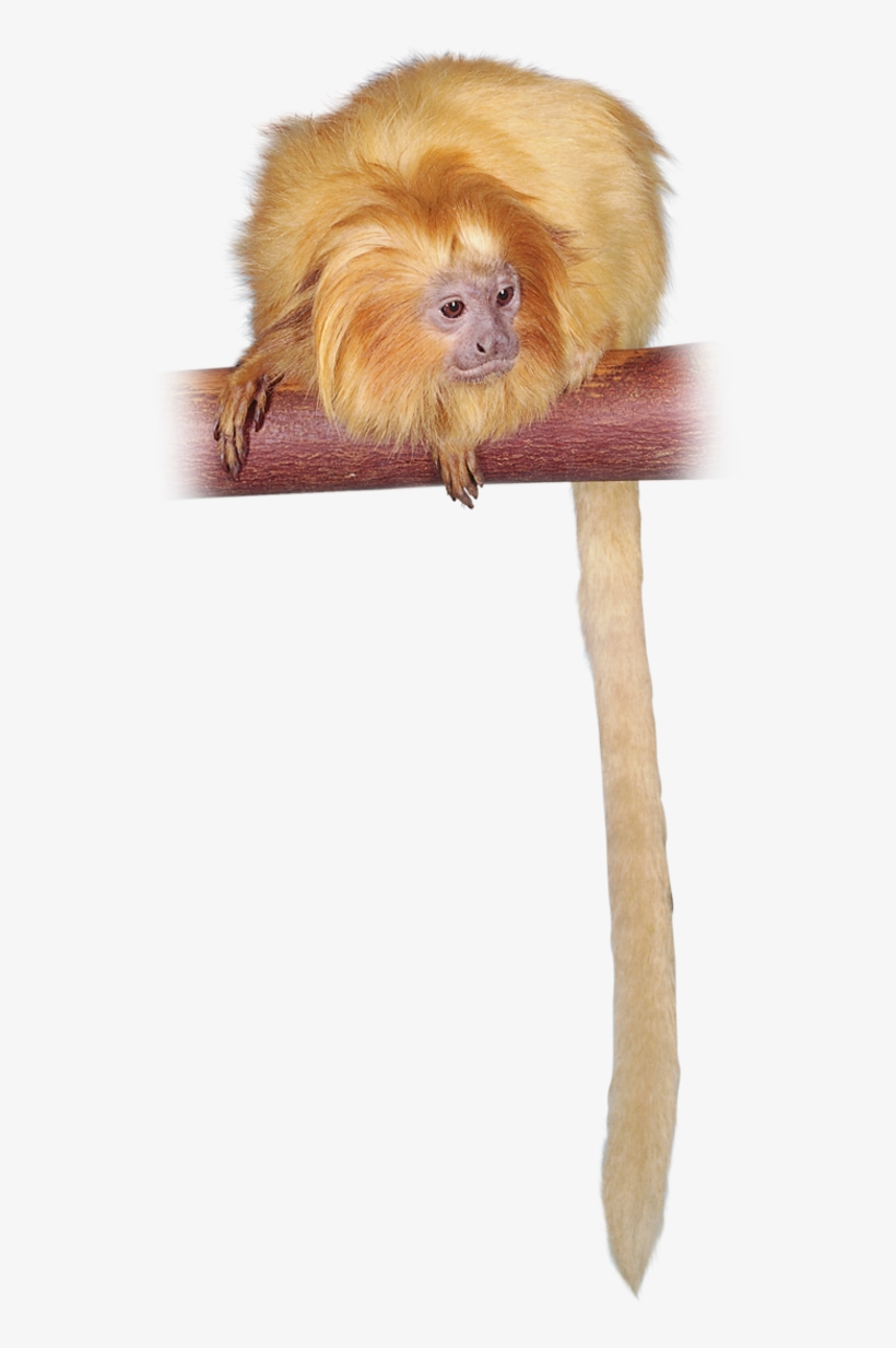 Golden Lion Tamarin Golden Lion Tamarin, New World, transparent png #7449224