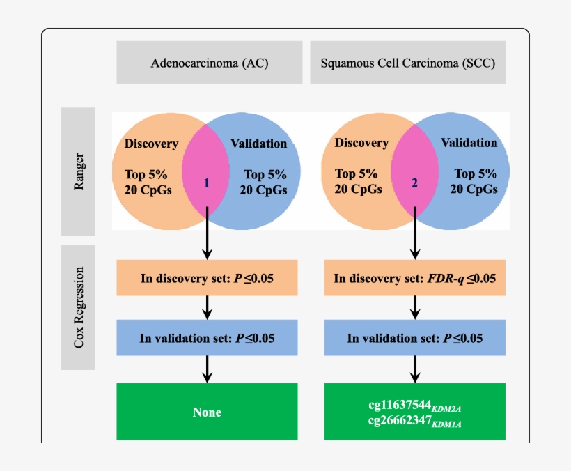 Adenocarcinoma And Squamous Cell Carcinoma Samples, transparent png #7462251