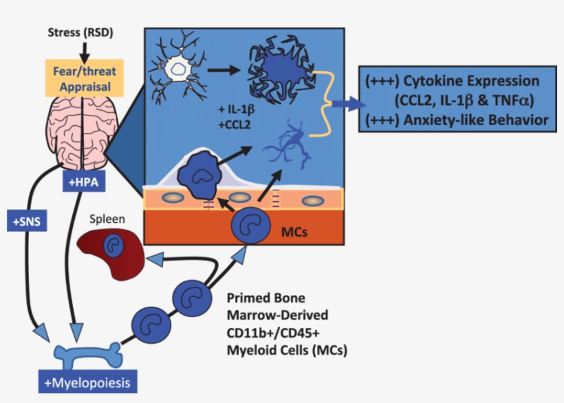 Microglia And Cd11b /cd45 Mcs Contribute To Social, transparent png #7464444