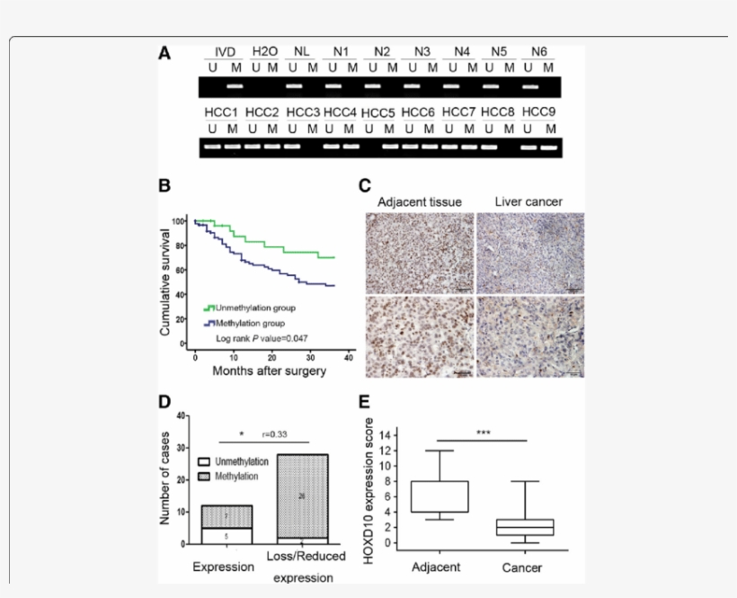 The Expression And Methylation Status Of Hoxd10 In, transparent png #7465248