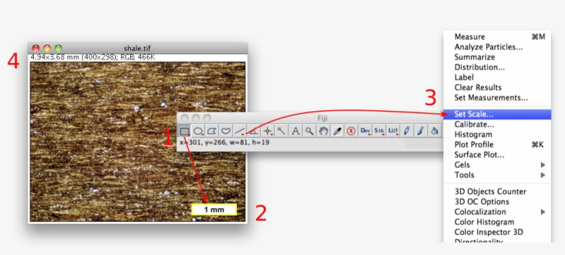 Fiji Set Scale Example, transparent png #7466445