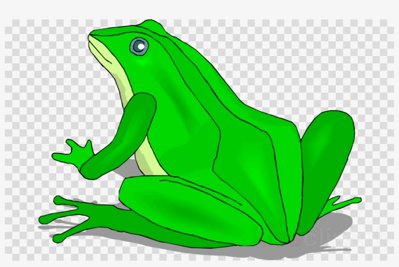 Frog Clipart True Frog Toad, transparent png #7466492