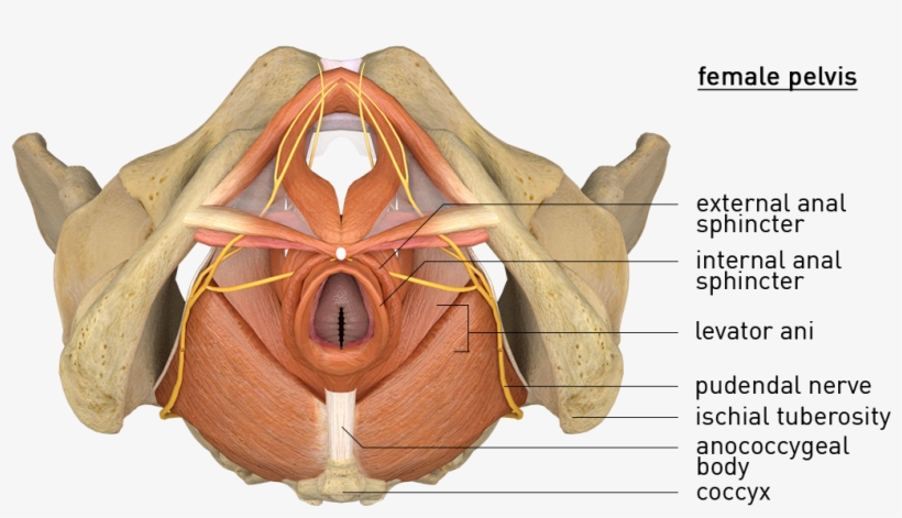 16 - Pelvic Diaphragm - Caudal - With Nerve - Titles, transparent png #7466745