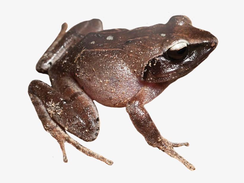 Royalty Free Library Clip Art Brown Coqui, transparent png #7466746