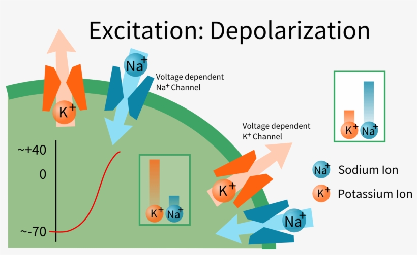 Nerve Cell Depolarization, transparent png #7466790