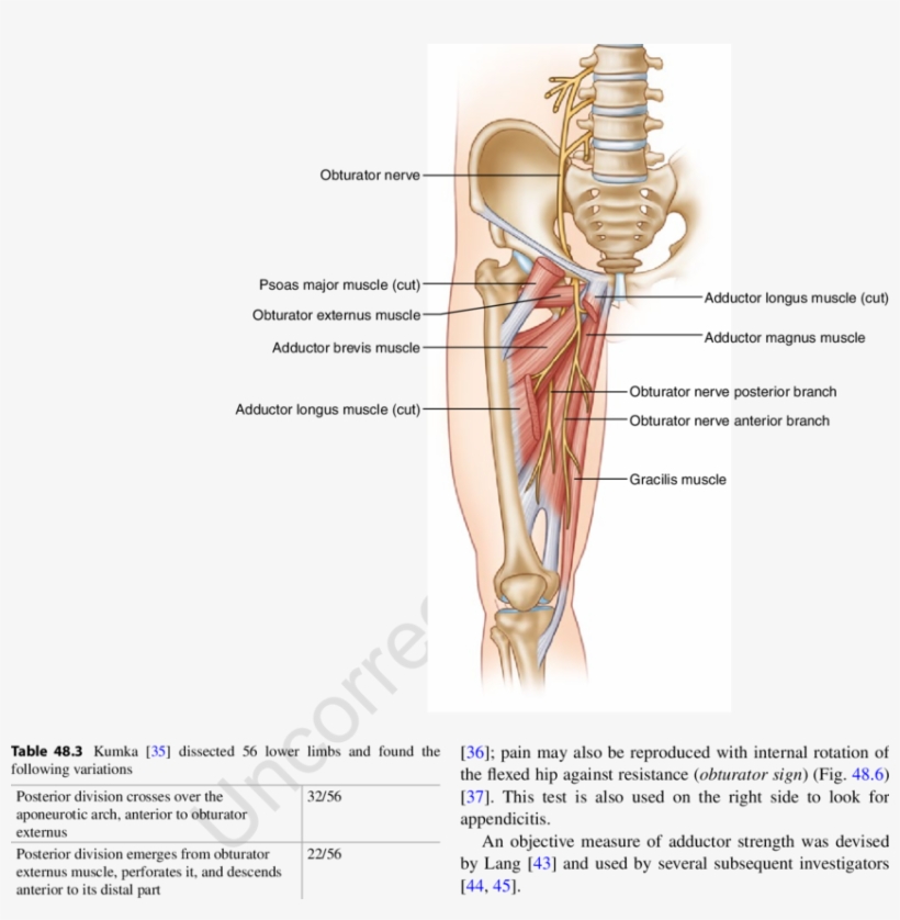 3 Anatomy Of The Obturator Nerve, transparent png #7467145