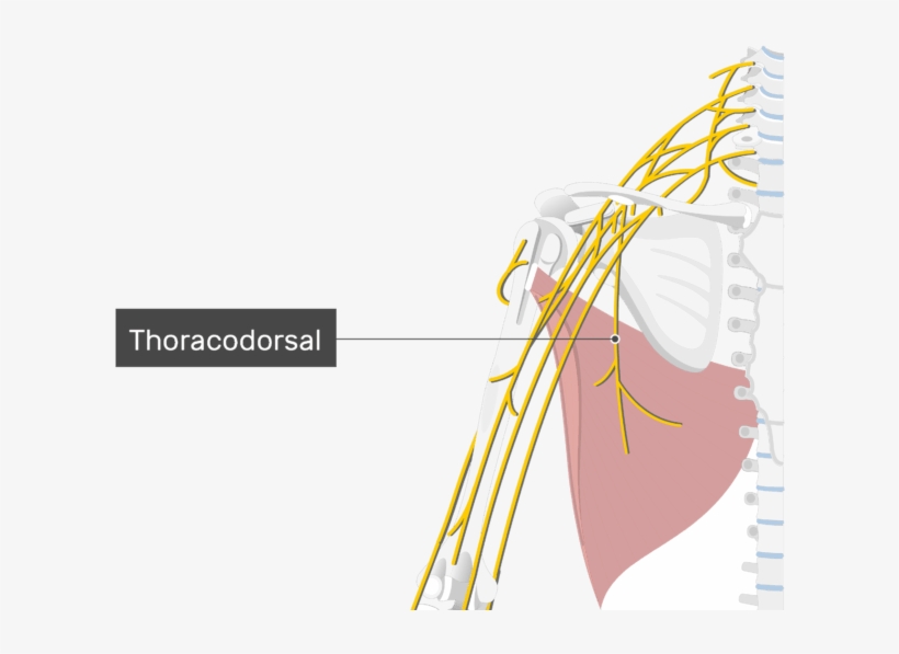 An Image Showing The Thoracodorsal Nerve Coming Out, transparent png #7467690