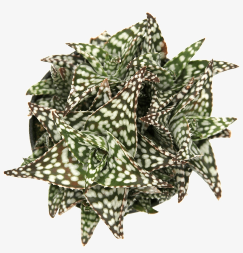Aloe "snowstorm" Succulent Plant, transparent png #7469269