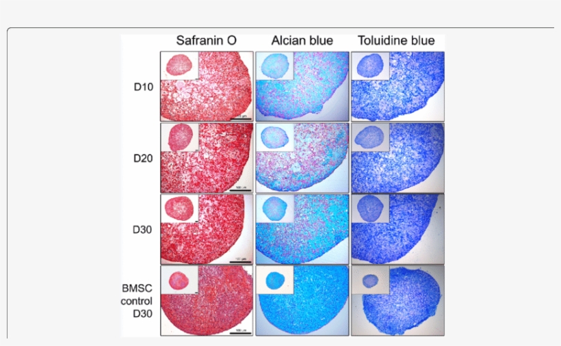 Histological Analysis Of Cbmc Hipsc Derived Chondrogenic, transparent png #7471167