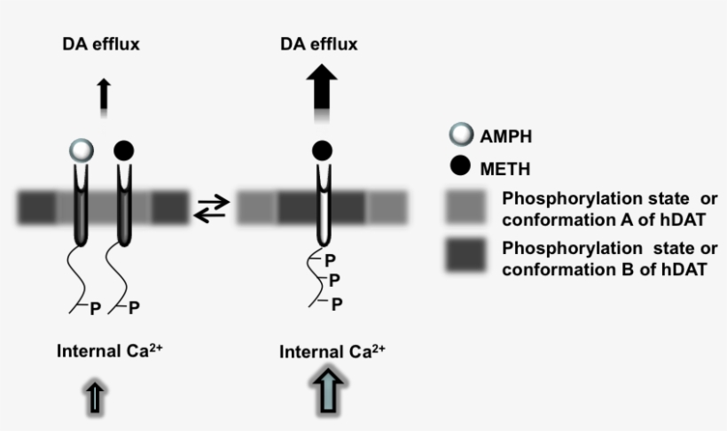 Fig 4 Website, transparent png #7472799
