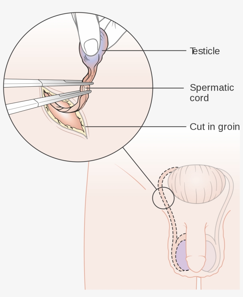 Ballsack Png, transparent png #7475455