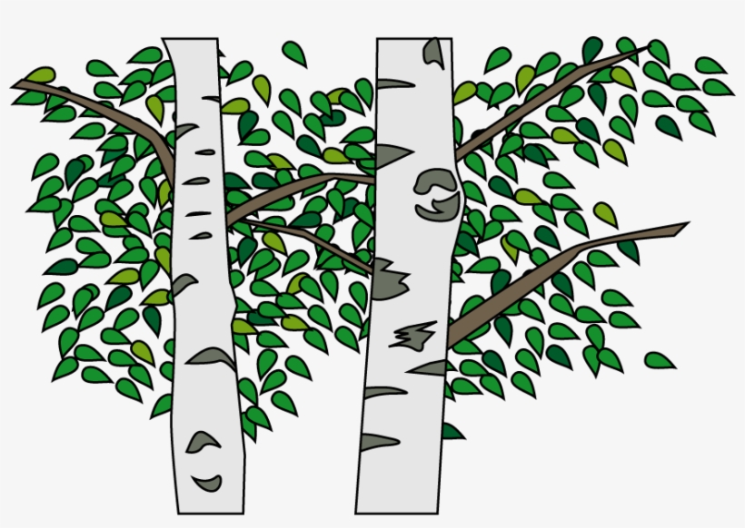 Silver Birch, transparent png #7478166