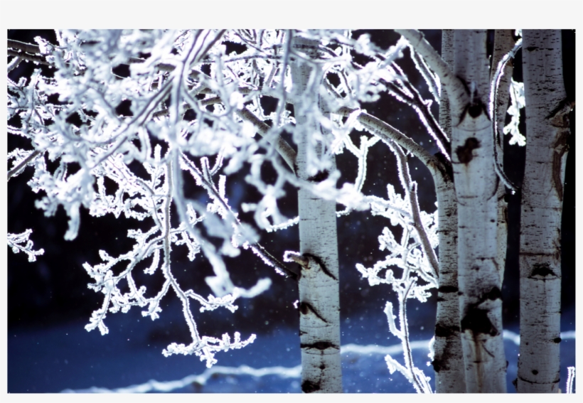 50020 Snowy Birch, transparent png #7478850