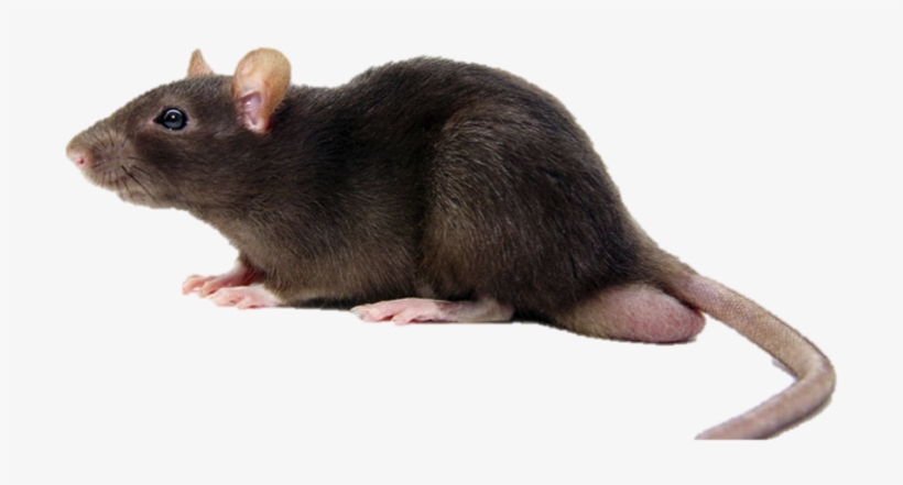 Nombre Científico -, transparent png #7480246