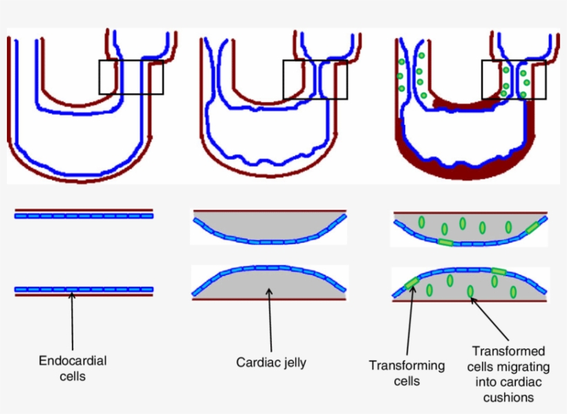 Illustration Of Emt In The Developing Heart, transparent png #7481670