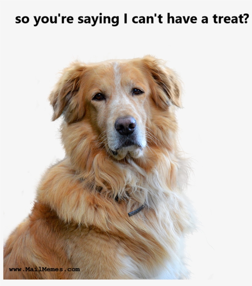 No Treat, transparent png #7483194