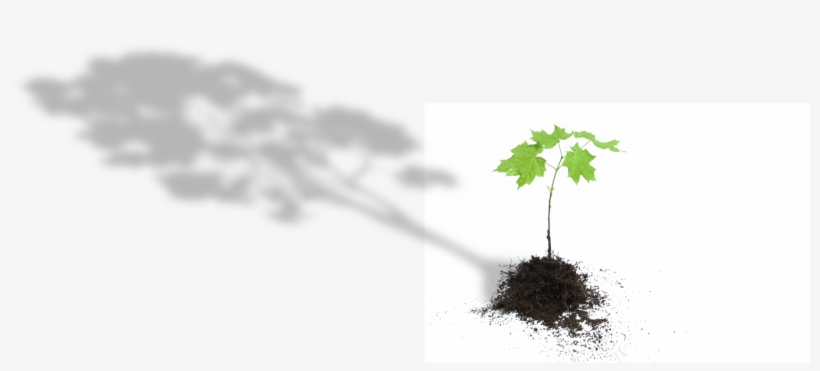 Tree Tree, transparent png #7486599
