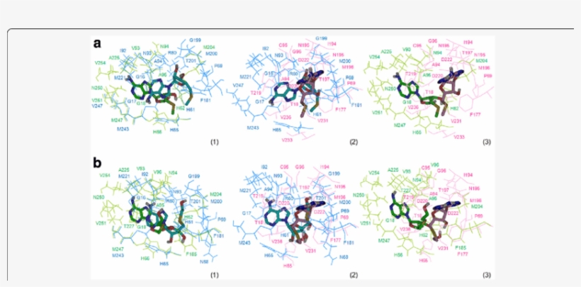 Residues Involved In Mta And Heta Binding Into The, transparent png #7495971