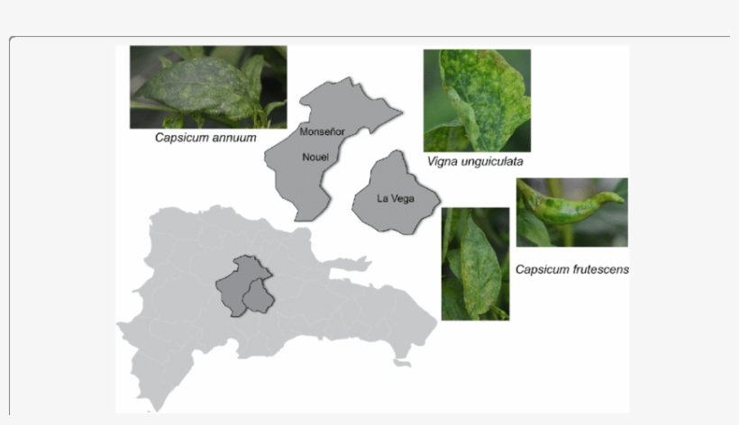 The Provinces In Dominican Republic Where Symptomatic, transparent png #7497008