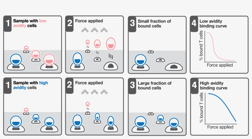 Cell Cell Avidity Based Screening Sorting Z Movi, transparent png #7498231