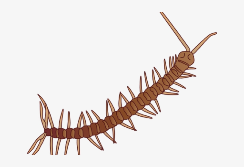 Millipede Clipart Milipede, transparent png #7498439