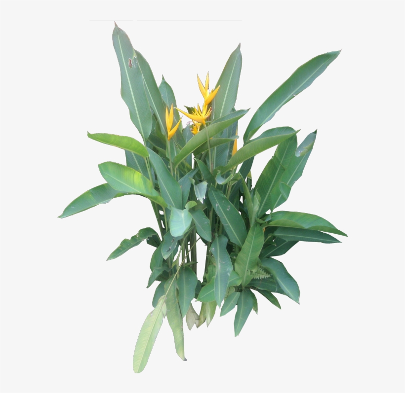 Next - Ornamental Plant Png Free, transparent png #750146