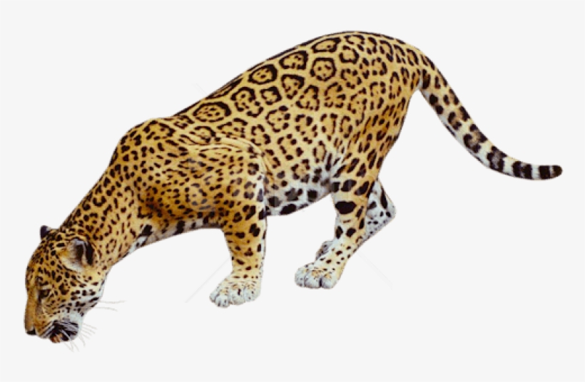 Coyote Buttes, The Wave, transparent png #750248