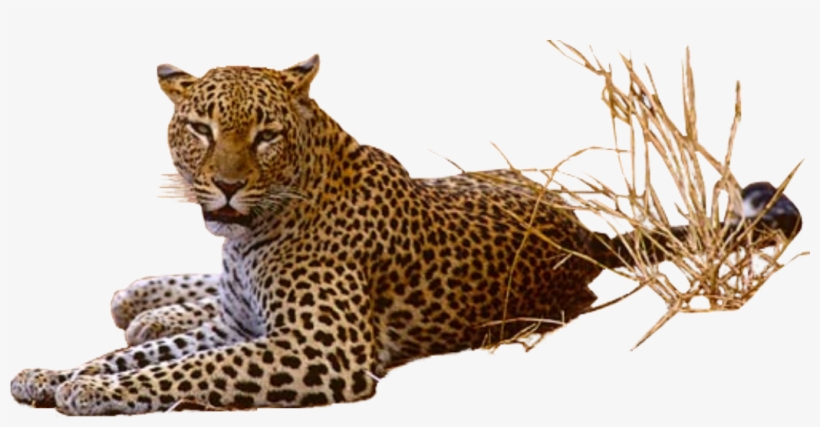 Leopard Transparent Png - Leopard With Transparent Background, transparent png #750297