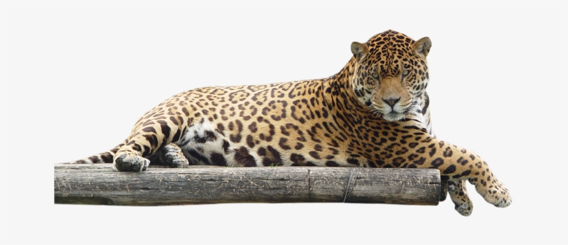 Download - Jaguar Animal Png, transparent png #750325