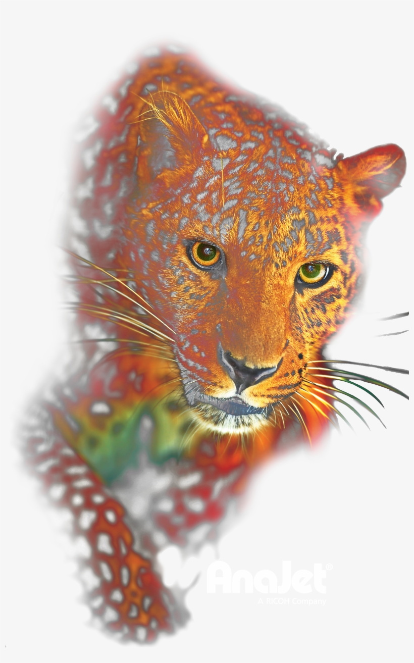 Leopard - African Leopard, transparent png #750417