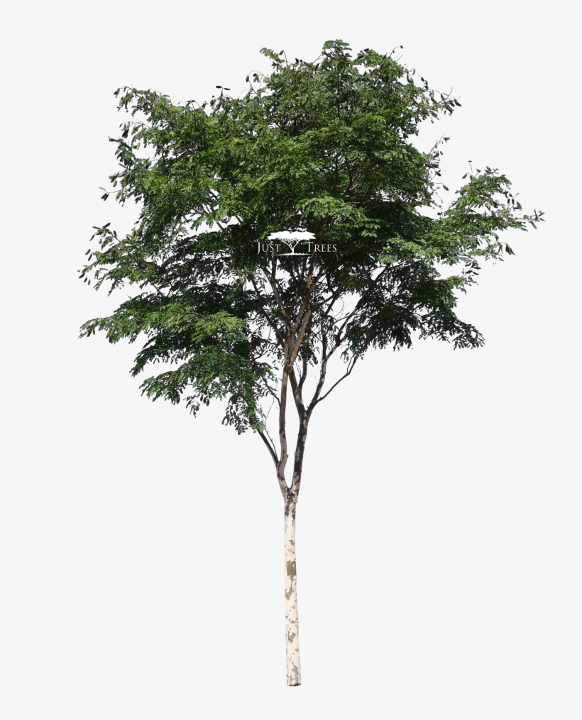 Caesalpina Ferrea - South African Tree Png, transparent png #750632