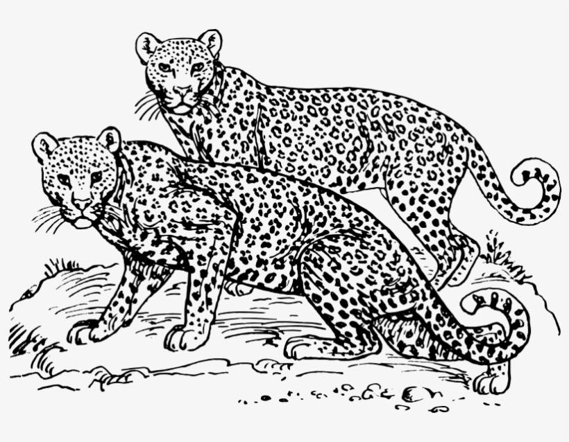 How To Set Use Leopard Icon Png, transparent png #750680