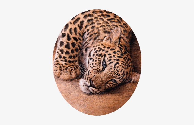 Trevor Boyer Young Leopard - African Leopard, transparent png #750975