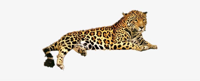 Leopard Png Transparent Free Images Png Only - Leopardo Png, transparent png #751208