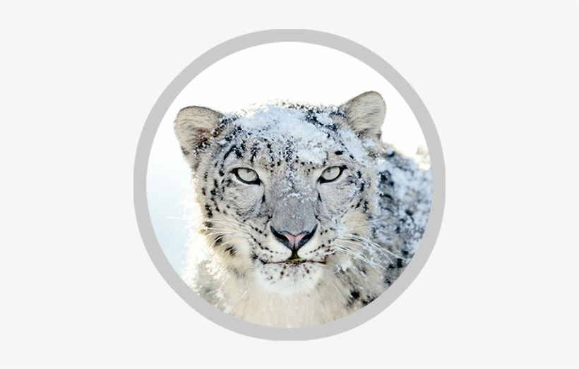 Leopard - Snow Leopard Hemis National Park, transparent png #751277