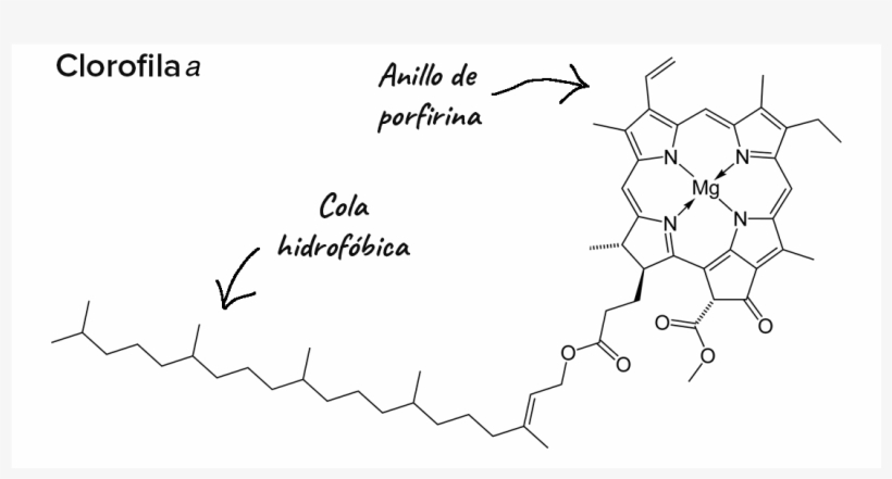 Main Page Hero Text - Calligraphy, transparent png #751327