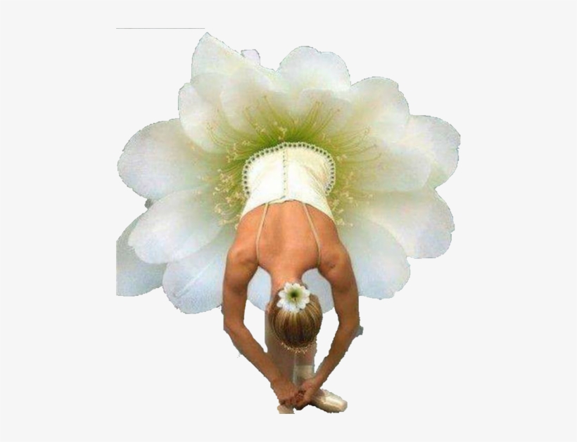 Transparent Background - Bailarinas De Ballet Con Flores, transparent png #751419
