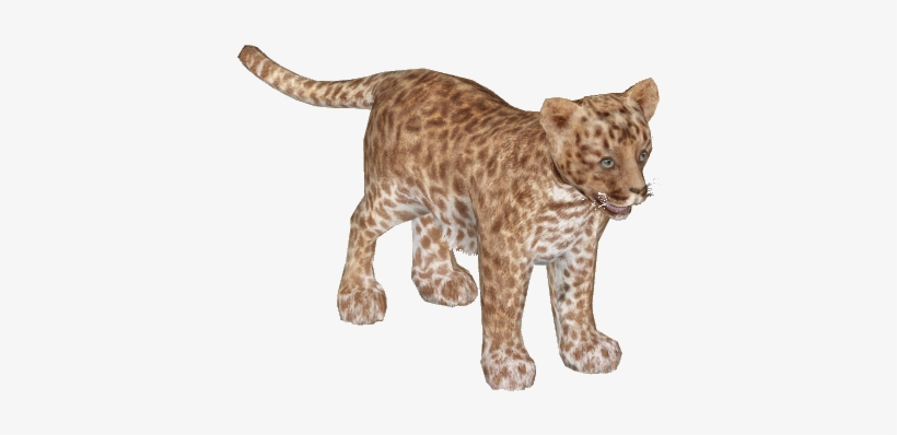 African Leopard Young8 - Leopard, transparent png #751616