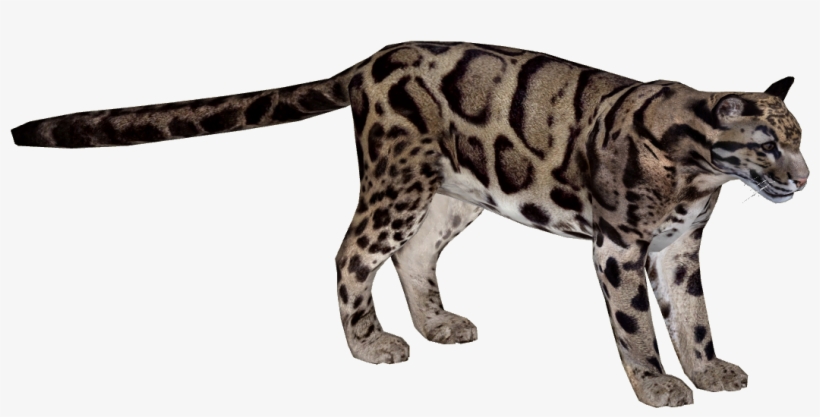 Kitty Leopard, Backgrounds Img, Rating Wallpaper - Clouded Leopard Png, transparent png #751687