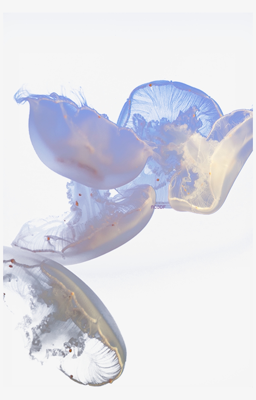 Jelly Fish Pinterest And - Transparent Jellyfish, transparent png #751792