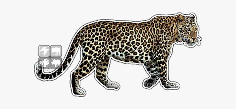 Indian Leopard Decal - Indian Leopard, transparent png #751941