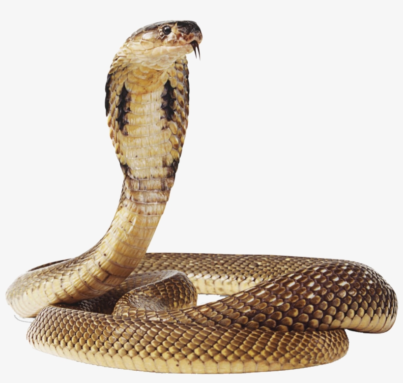 Cobra Snake Png Transparent Image - Snake Png, transparent png #754592