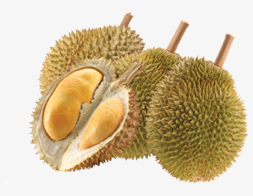 Durian The Smelliest Superfruit - Malaysian Fruits Transparent Background, transparent png #755219