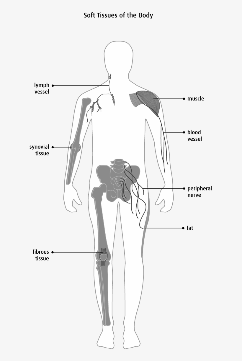 Diagram Of The Soft Tissues Of The Body - Tissus Mous, transparent png #755401
