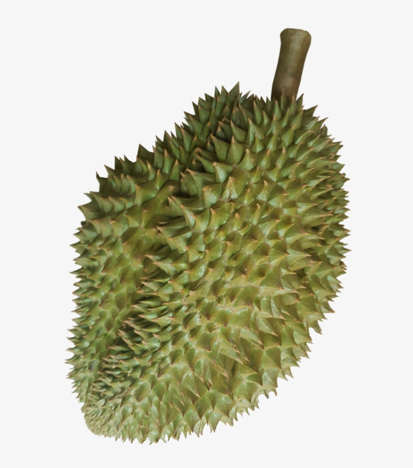 Ex-factory Or Fob Bangkok - Child, transparent png #755526