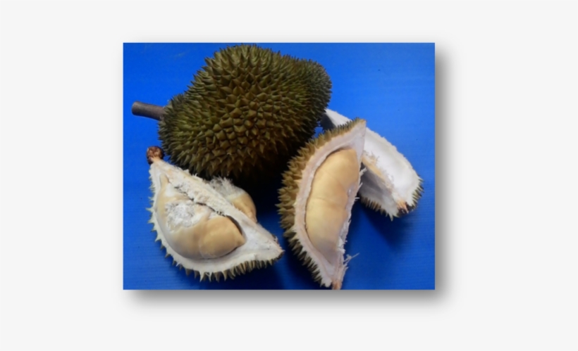 03 04 - Durian, transparent png #755914
